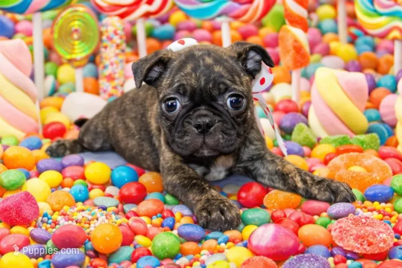 Toodles – Boston Terrier, Pug puppy for sale in Russellville, KY