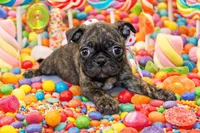 Toodles, a female Boston Terrier and Pug for sale in Russellville, KY – Photo 1 of 7