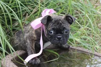 Toodles, a female Boston Terrier and Pug for sale in Russellville, KY – 2 of 9