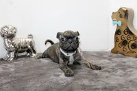 Toodles, a female Boston Terrier and Pug for sale in Russellville, KY – Photo 5 of 6