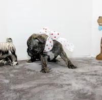 Toodles, a female Boston Terrier and Pug for sale in Russellville, KY – Photo 2 of 6