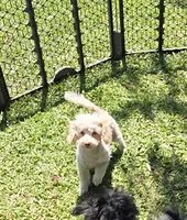 Tiny Tim toy size green eyes, a male Poodle - Toy  and Miniature Aussiedoodle for sale in Russellville, KY – 10 of 10