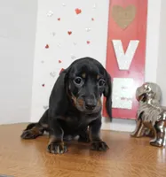 Oscar Myer, a male Miniature Dachshund for sale in Russellville, KY – 3 of 8