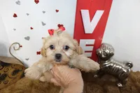 Goldie, a female Shihpoo and Shih Tzu for sale in Russellville, KY – 1 of 5