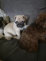Pugarooney "Purebred Pug", a male Pug for sale in Russellville, KY – 5 of 5
