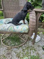 Weiner Dan, a male Miniature Dachshund for sale in Russellville, KY – 2 of 10