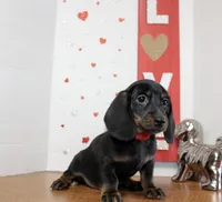Oscar Myer, a male Miniature Dachshund for sale in Russellville, KY – 6 of 8