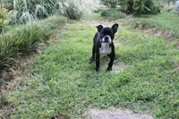 Bossy, a female Boston Terrier for sale in Russellville, KY – 8 of 8