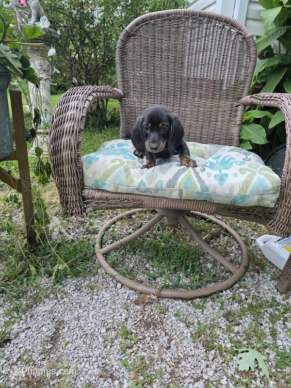 Doug – Miniature Dachshund puppy for sale in Russellville, KY