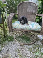 Doug, a male Miniature Dachshund for sale in Russellville, KY – 1 of 9