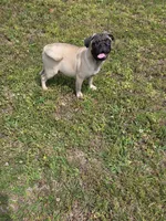 Petey, a male Pug for sale in Russellville, KY – 4 of 5