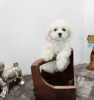 Pretty Girl, a female Maltipoo and Maltese for sale in Russellville, KY – Photo 4 of 5