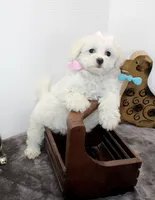 Pretty Girl, a female Maltipoo and Maltese for sale in Russellville, KY – Photo 3 of 5