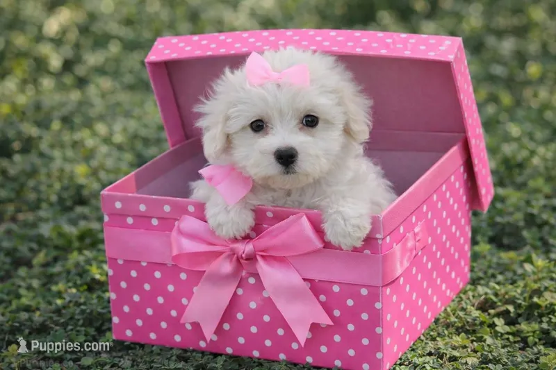 Pretty Girl – Maltipoo, Maltese puppy for sale in Russellville, KY