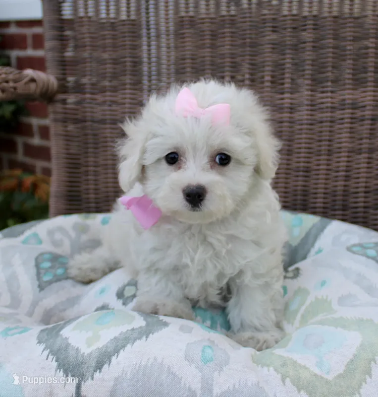 Pretty Girl – Maltipoo, Maltese puppy for sale in Russellville, KY