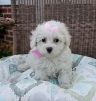Pretty Girl, a female Maltipoo and Maltese for sale in Russellville, KY – Photo 1 of 5