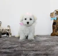 Pretty Girl, a female Maltipoo and Maltese for sale in Russellville, KY – Photo 5 of 5