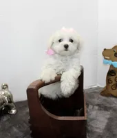 Pretty Girl, a female Maltipoo and Maltese for sale in Russellville, KY – Photo 2 of 5