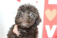 Brownie, a female Yorkipoo and Yorkshire Terrier for sale in Russellville, KY – 3 of 7
