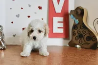 Curly Sue, a female Yorkipoo and Yorkshire Terrier for sale in Russellville, KY – 3 of 5