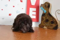 Brownie, a female Yorkipoo and Yorkshire Terrier for sale in Russellville, KY – 6 of 7