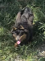 Willie, a male Pomeranian for sale in Russellville, KY – 2 of 10