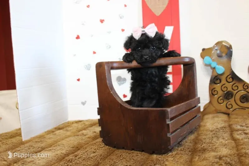 Sweetie pie Toy size 4 lb grown – Yorkipoo, Poodle - Toy  puppy for sale in Russellville, KY