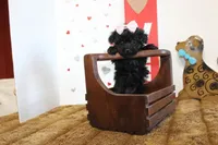 Sweetie pie Toy size 4 lb grown, a female Yorkipoo and Poodle - Toy  for sale in Russellville, KY – 2 of 4