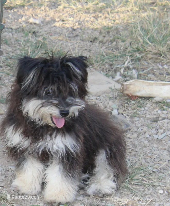 Pomzie – Pomapoo, Pomeranian puppy for sale in Russellville, KY