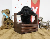 Coal, a male Shihpoo and Shih Tzu for sale in Russellville, KY – 2 of 4