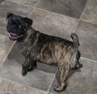 Toodles, a female Boston Terrier and Pug for sale in Russellville, KY – 2 of 3
