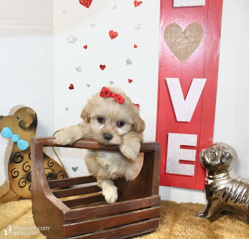 Goldie – Shihpoo, Shih Tzu puppy for sale in Russellville, KY