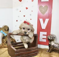 Goldie, a female Shihpoo and Shih Tzu for sale in Russellville, KY – 4 of 5