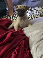 Pugarooney "Purebred Pug", a male Pug for sale in Russellville, KY – 4 of 5