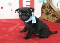 processed/fe789dbd-3318-44fc-a2e1-62add823e94f/listing/397f486a-9beb-4085-8d16-01b11f0d9733/299a1a22-57c0-427e-9727-7b41d4c10d49