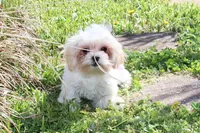 Princess 5lbs, a female Shih Tzu and Yorkshire Terrier for sale in Russellville, KY – Photo 1 of 8