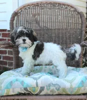 Banjo 6lbs, a male Shih Tzu and Yorkshire Terrier for sale in Russellville, KY – Photo 1 of 10