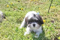 Banjo 6lbs, a male Shih Tzu and Yorkshire Terrier for sale in Russellville, KY – Photo 3 of 10