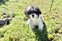 Banjo 6lbs, a male Shih Tzu and Yorkshire Terrier for sale in Russellville, KY – Photo 9 of 10