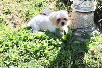 Princess 5lbs, a female Shih Tzu and Yorkshire Terrier for sale in Russellville, KY – Photo 5 of 8