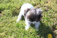 Banjo 6lbs, a male Shih Tzu and Yorkshire Terrier for sale in Russellville, KY – Photo 7 of 10
