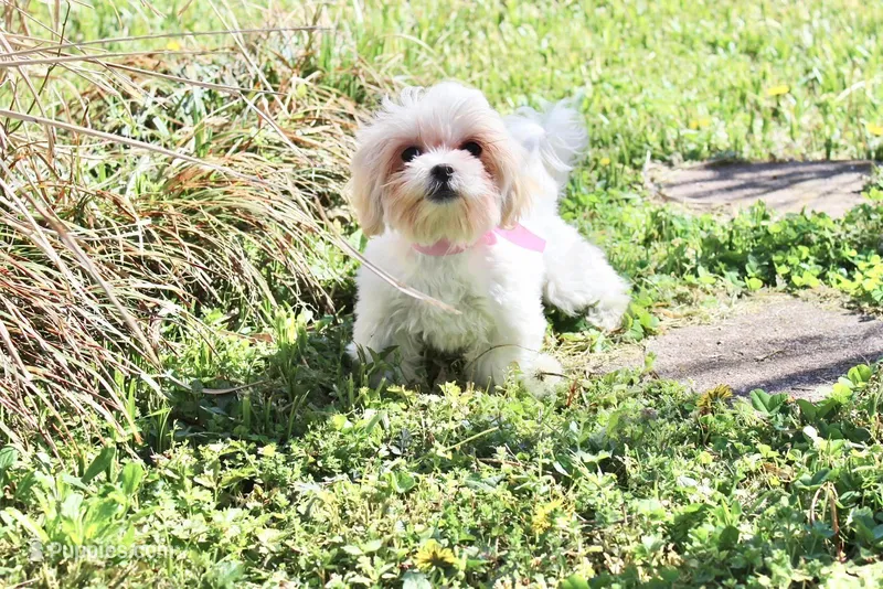 Princess 5lbs – Shih Tzu, Shorkie puppy for sale in Russellville, KY