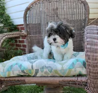 Banjo 6lbs, a male Shih Tzu and Yorkshire Terrier for sale in Russellville, KY – Photo 5 of 10