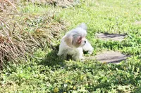 Princess 5lbs, a female Shih Tzu and Yorkshire Terrier for sale in Russellville, KY – Photo 4 of 8