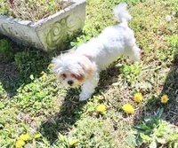 Princess 5lbs, a female Shih Tzu and Yorkshire Terrier for sale in Russellville, KY – Photo 6 of 8
