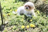 Princess 5lbs, a female Shih Tzu and Yorkshire Terrier for sale in Russellville, KY – Photo 8 of 8
