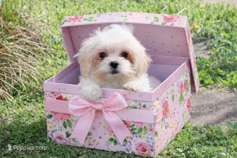 Princess 5lbs – Shih Tzu, Yorkshire Terrier puppy for sale in Russellville, KY