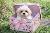 Princess 5lbs, a female Shih Tzu and Shorkie for sale in Russellville, KY – Photo 2 of 9