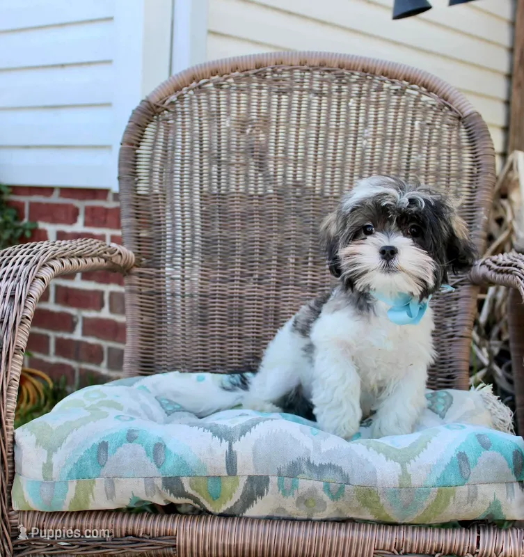 Banjo 6lbs – Shih Tzu, Shorkie puppy for sale in Russellville, KY