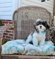 Banjo 6lbs, a male Shih Tzu and Yorkshire Terrier for sale in Russellville, KY – Photo 2 of 10